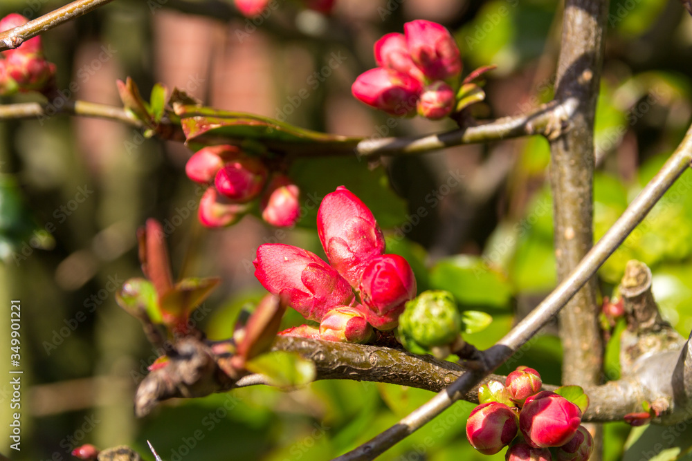 Macro of the red bud of a Chaenomeles Macro of the red bud of a Chaenomeles