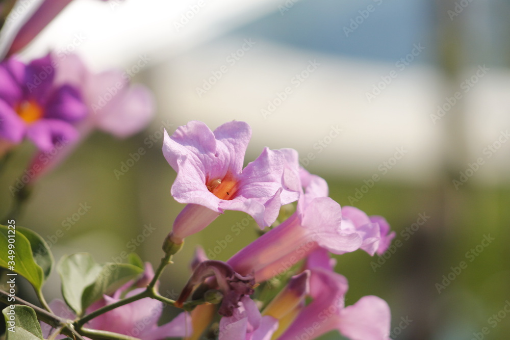 small purple flowers showing beautiful petals with a blurred garden background