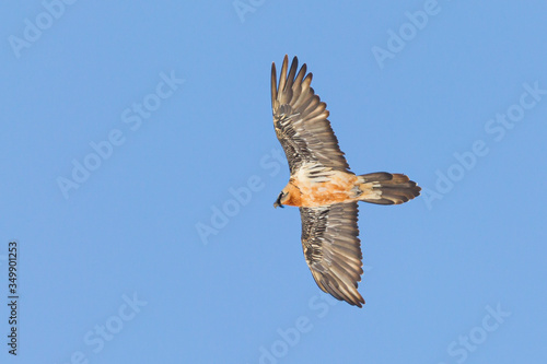 Bearded vulture flying over a pyrenean mountain ridge