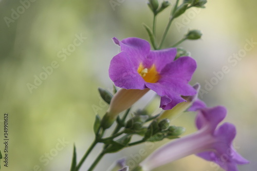 one purple flower with many flower buds in the background in a summer day