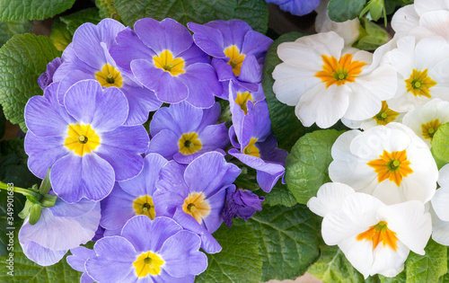 Macro of a couple of white and voilet primula blossoms