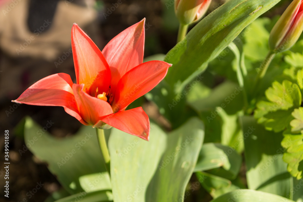 macro of a red tulip blossom