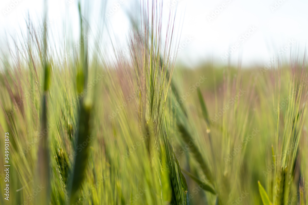 focus on young wheat plants with blurred background