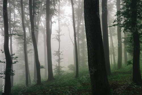 natural forest landscape  trees in fog in dark woods