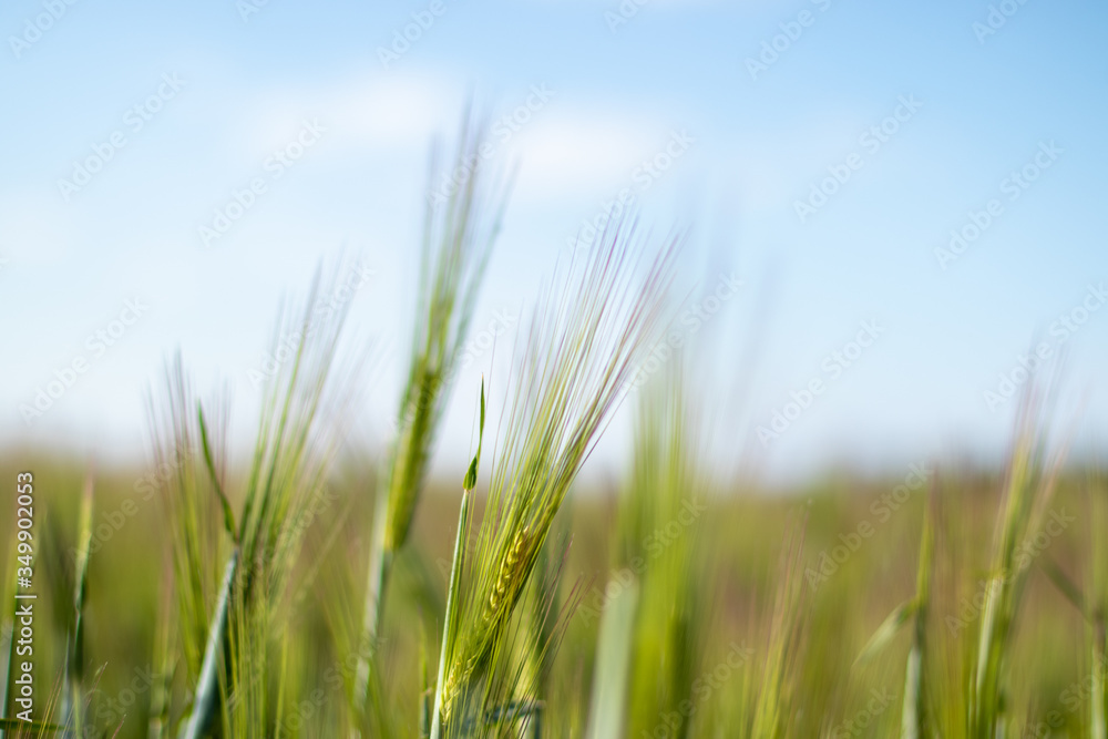 focus on young wheat plants with blurred background focus on young wheat plants with blurred background