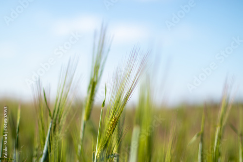 focus on young wheat plants with blurred background © Stockhausen