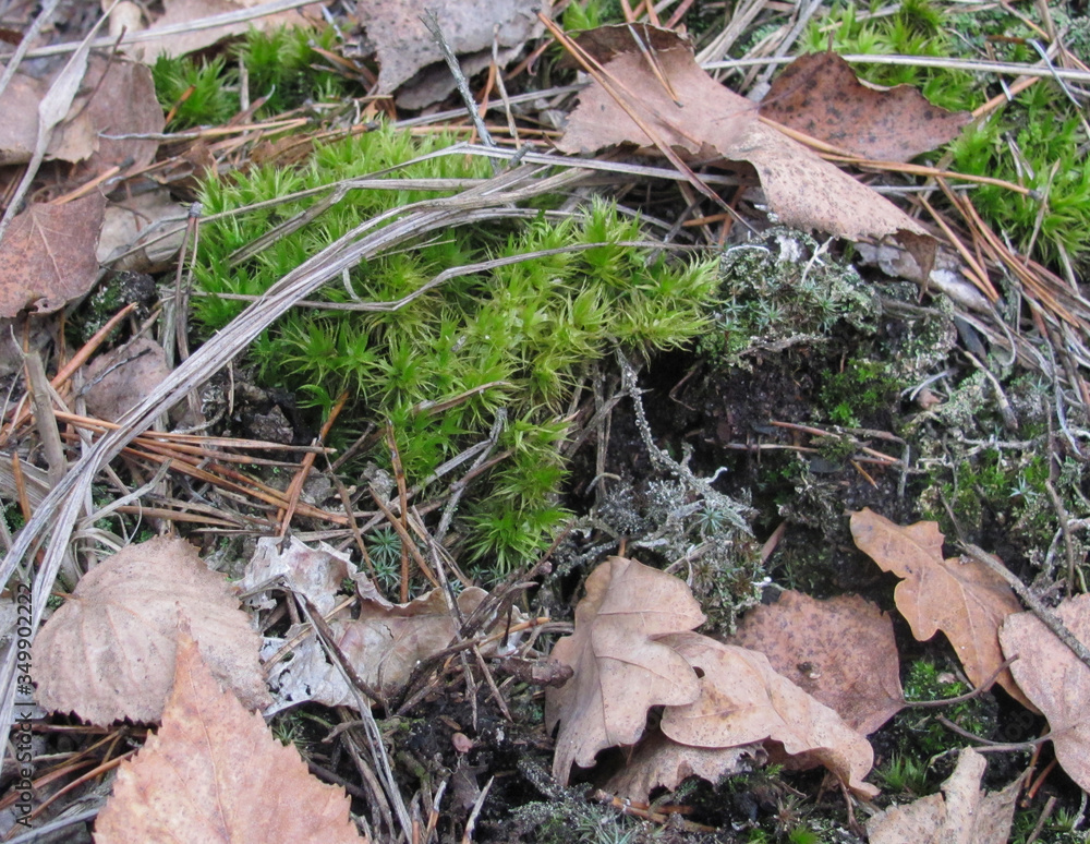 forest floor: green moss and dry leaves forest floor: green moss and dry leaves