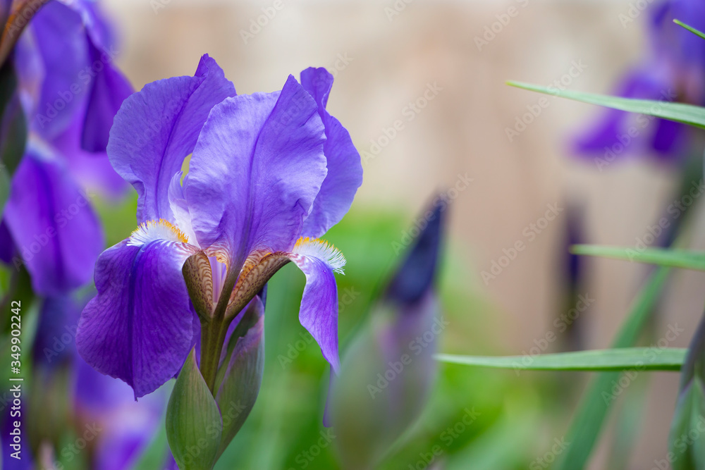 Blooming iris flower close-up. Natural natural background. Blooming iris flower close-up. Natural natural background.