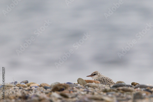 Little tern 's chicken on a beach