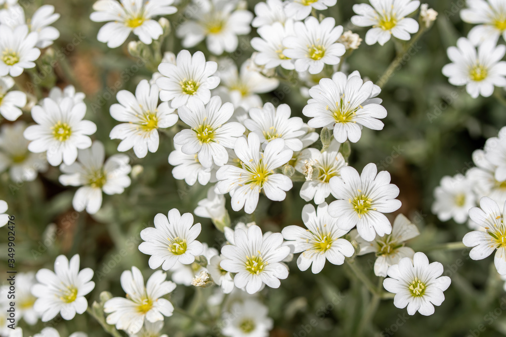 Rare plant Dianthus Avenarius or sand carnation white flowers close-up Rare plant Dianthus Avenarius or sand carnation white flowers close-up