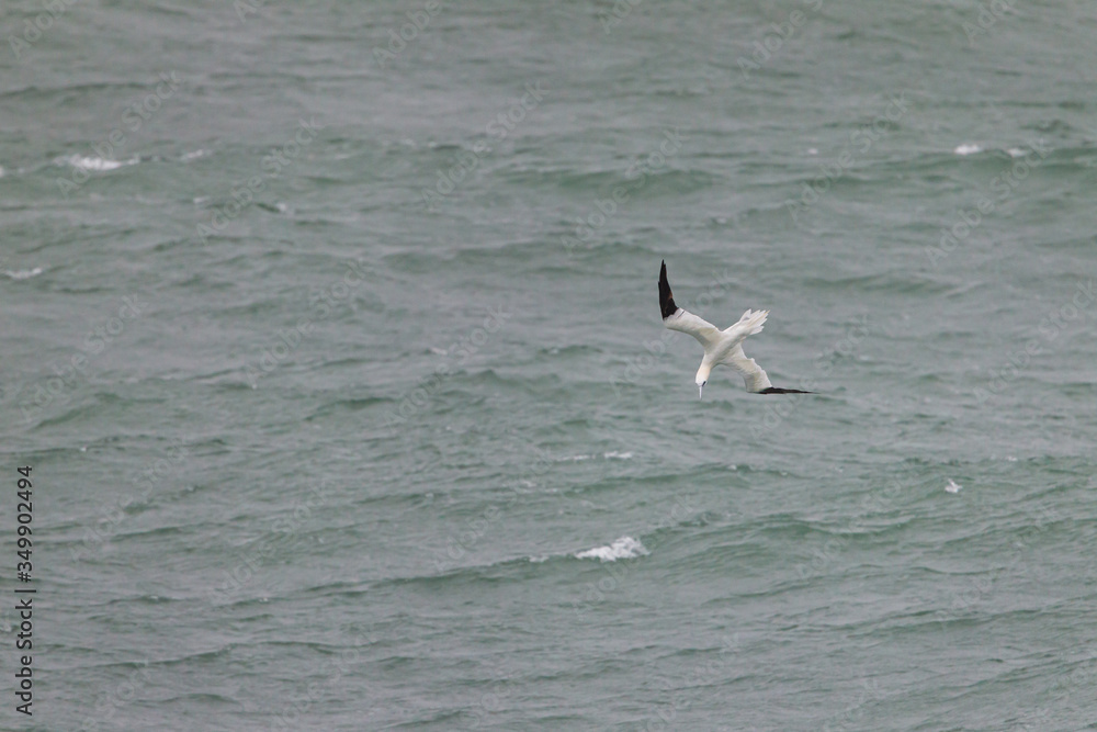 Northern gannet fishing over the mediterranean sea