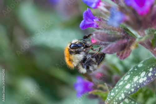 A bumblebee searching for nectar in a pulmonoria