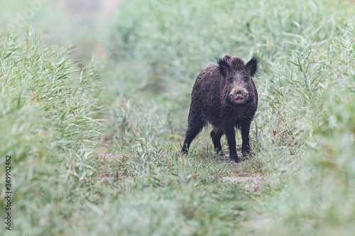 Wild boar in the reeds