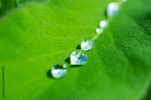 Fresh green leaf with a drop of water after rain. Detailed macro photo. Summer background image in green colors. Copyspace. Environment Day.