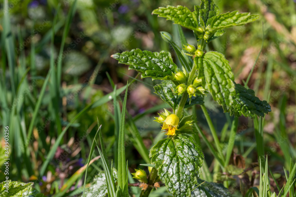 Macro of a yellow archangel plant with copy space
