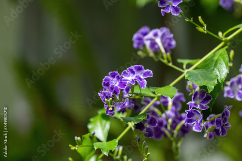 Close up of duranta erecta flowers in bloom