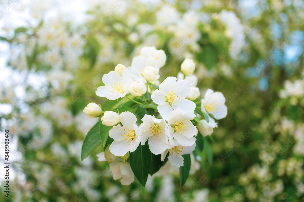 White flowers of apple trees bloom on a branch. Close-up. The concept of spring, summer, flowering, holiday. Image for banner, postcards. White flowers of apple trees bloom on a branch. Close-up. The concept of spring, summer, flowering, holiday. Image for banner, postcards.