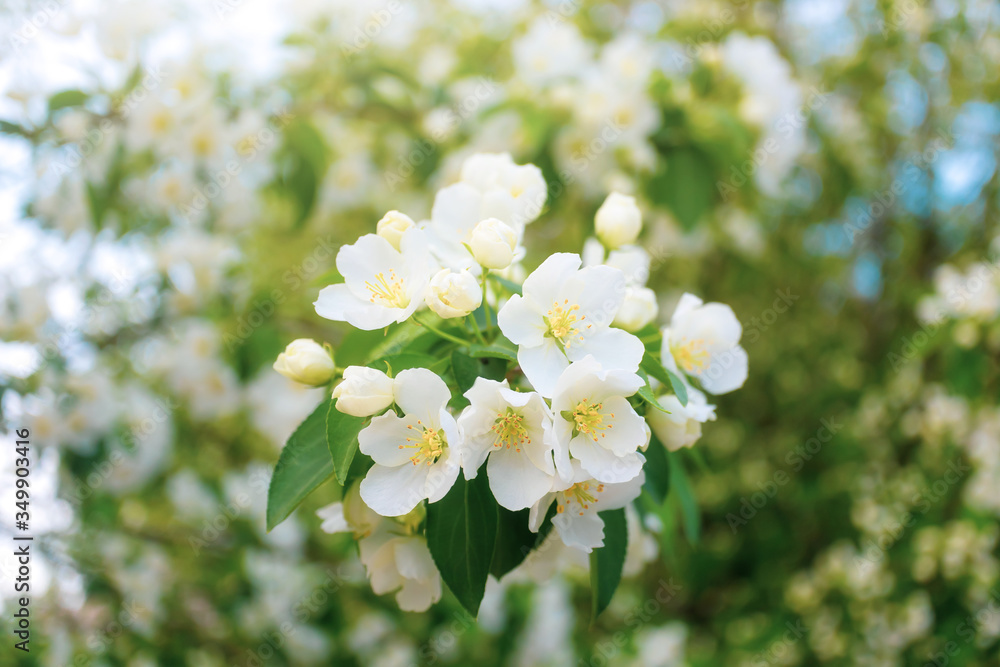 White flowers of apple trees bloom on a branch. Close-up. The concept of spring, summer, flowering, holiday. Image for banner, postcards.