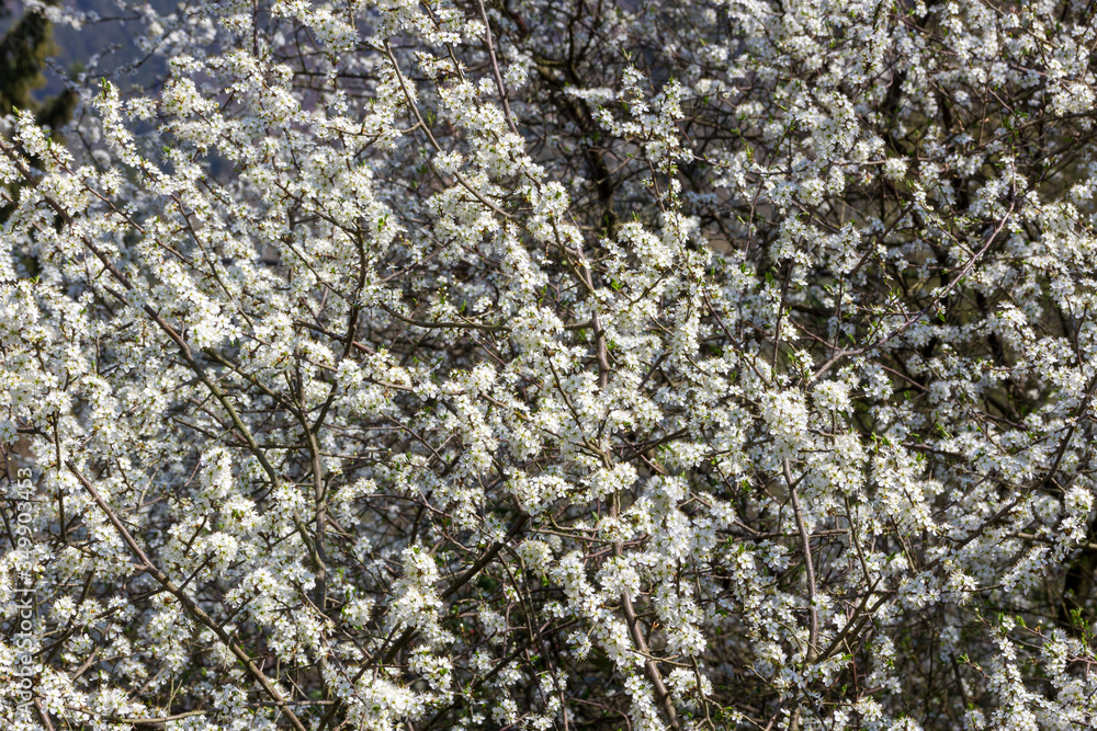 A tree full of blackthorn blossoms A tree full of blackthorn blossoms