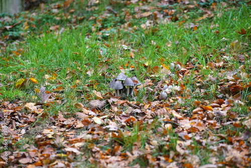 mushrooms in the grass