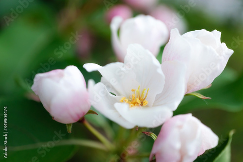 White-pink flowers of apple trees bloom on a branch. Close-up. The concept of spring  summer  flowering  holiday. Image for banner  postcards.