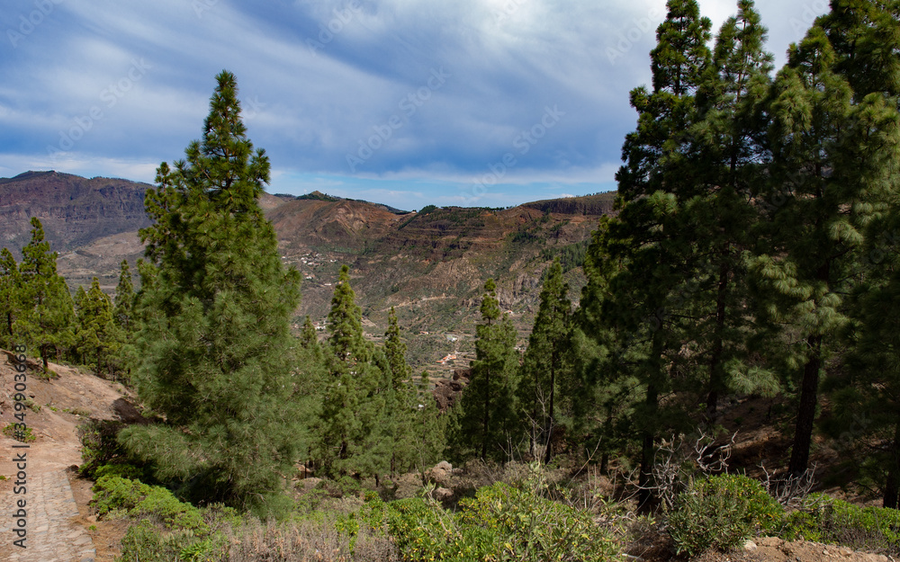 Trees and landscape in Roque Nublo, Canary Islands