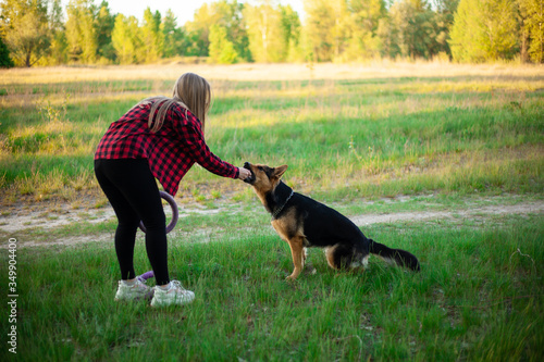 Shepherd is played in the park. Summer day, man’s dog friend  © Nastia