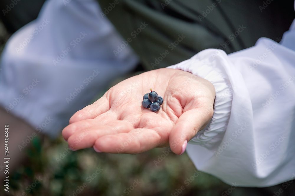 Girl picks blueberries in hand in forest in swamp.