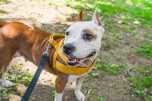 Fototapeta Naklejka Na Ścianę i Meble -  Beautiful female amstaff, fighting dog