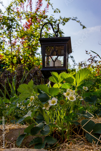 A bed of blooming strawberry plants with a garden lantern in the background