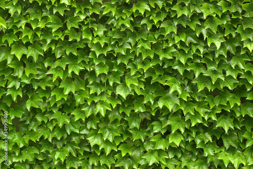  House fence covered with dense green ivy. Great background for home garden lovers