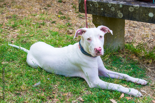 beautiful and sweet white dog with yellow eyes and pink nose