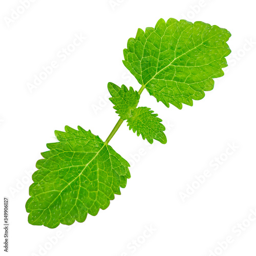 Fresh green mint leaves isolated on white background. Melissa herb closes up.