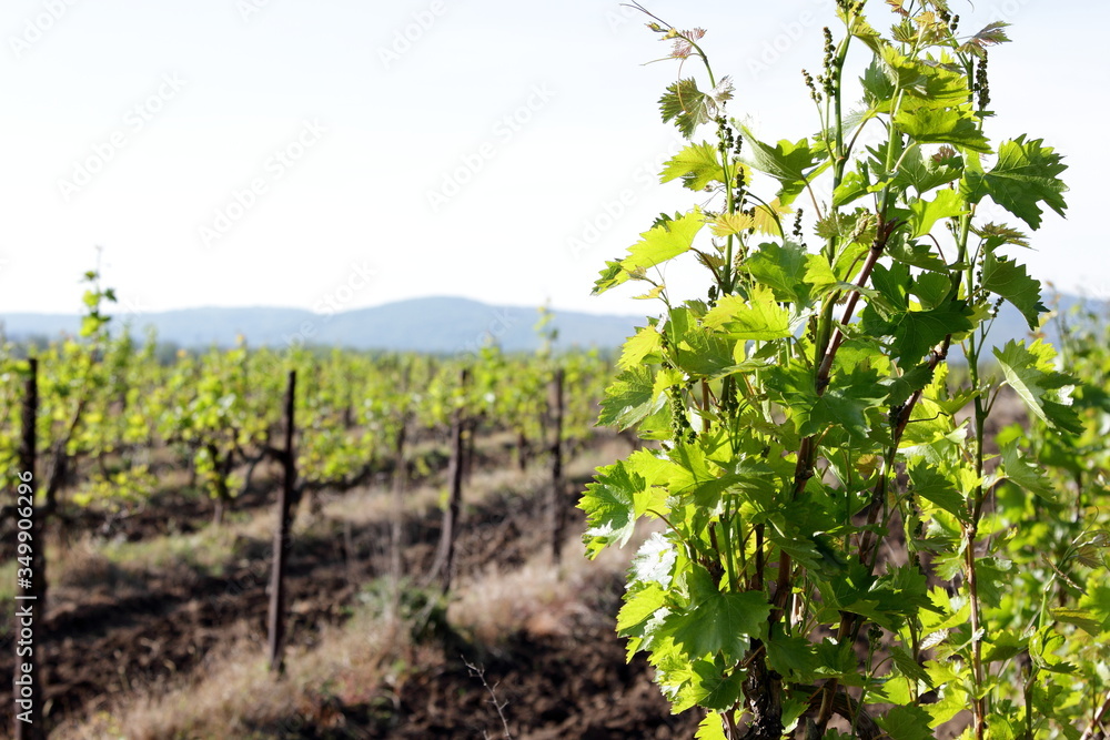 vineyard with young shoots of vine vineyard with young shoots of vine