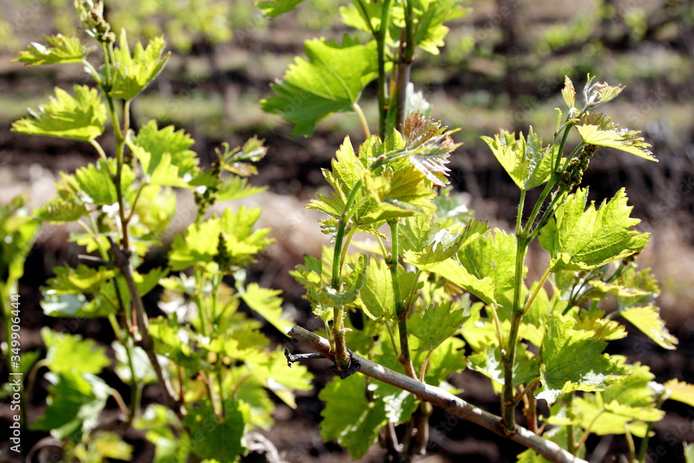 vineyard with young shoots of vine vineyard with young shoots of vine