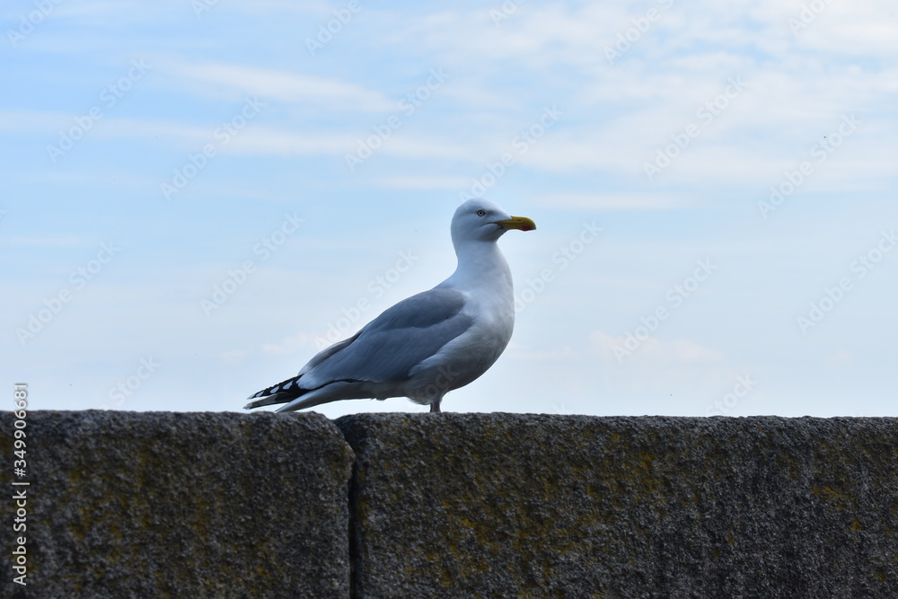 Mouette Mouette