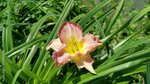 Giant Hemerocallis flower rare skin tone pink color variety. Close up Daylilies blossom in spring and summer. 4K Video.