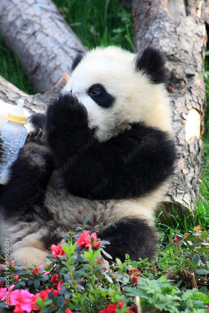 Obraz premium Chengdu pandas