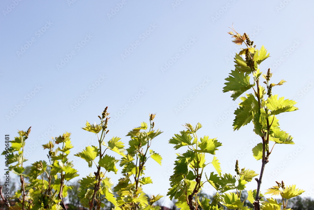 vineyard with young shoots of vine vineyard with young shoots of vine
