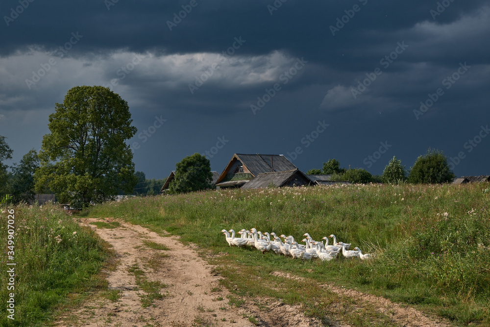 Summer rural landscape with a herd of geese on the outskirts of the village against the backdrop of thunderclouds