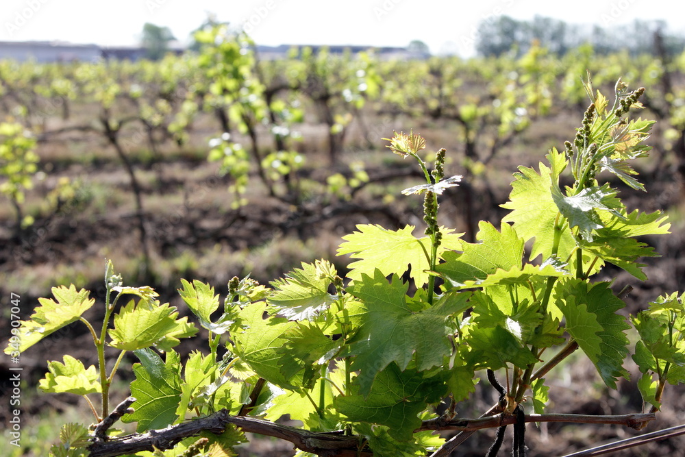 vineyard with young shoots of vine