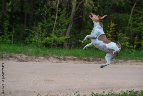 Jack Russell Terrier playing in the forest photographed in a jump.