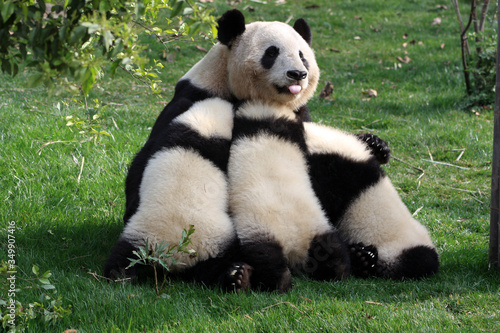 Fototapeta Naklejka Na Ścianę i Meble -  Chengdu pandas