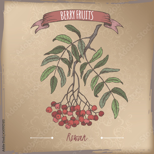 Rowan aka Sorbus aucuparia branch color sketch on vintage background. Berry fruits series.