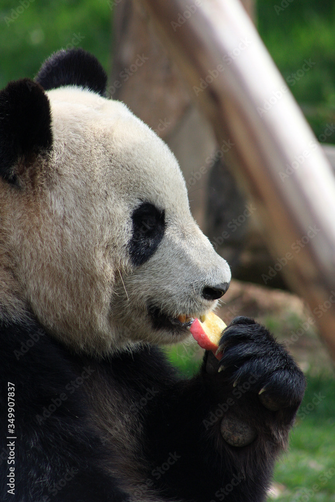Fototapeta premium Chengdu pandas