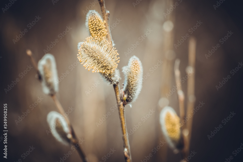 Fototapeta premium Flowering fluffy willow buds on the branches in the spring sunny day.