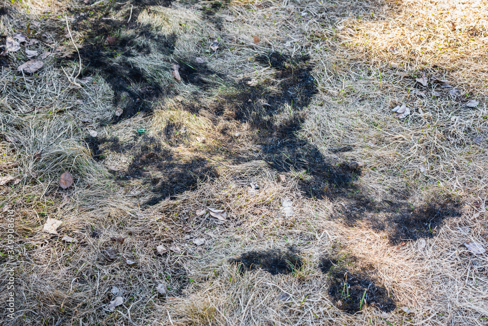 Burned dry grass on the territory on spring day. Burned dry grass on the territory on spring day.