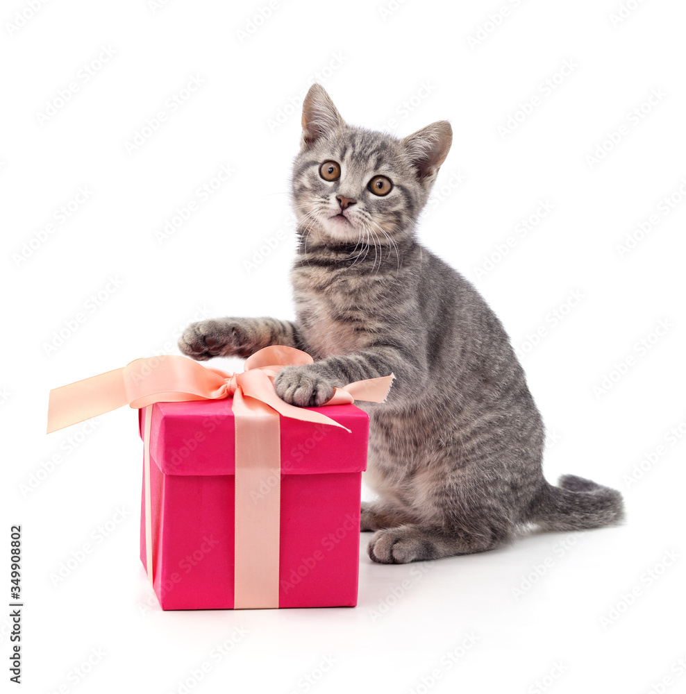 Kitten and gift. Kitten and gift.
