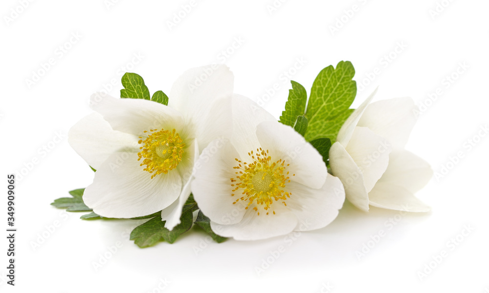 Bouquet of white anemones. Bouquet of white anemones.