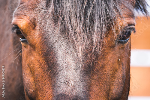 Sad look of the driven horse into the corral.